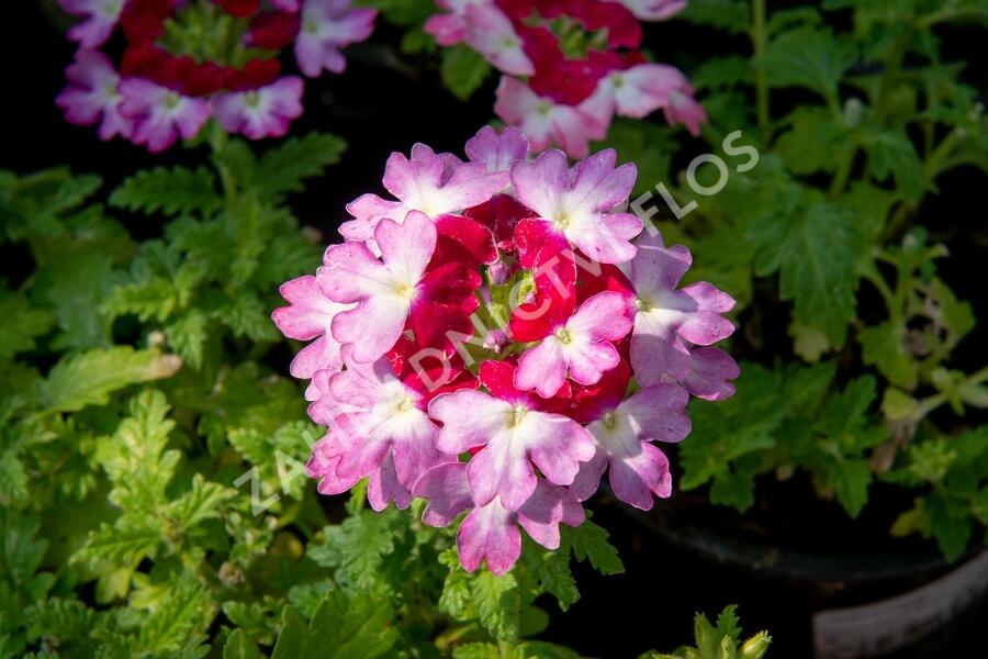 Verbena, sporýš 'Vanessa Bicolor Pink' - Verbena hybrida 'Vanessa Bicolor Pink'
