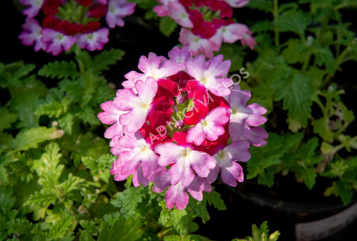 Sporýš 'Vanessa Bicolor Pink' - Verbena hybrida 'Vanessa Bicolor Pink'