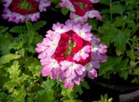 Sporýš 'Vanessa Bicolor Pink' - Verbena hybrida 'Vanessa Bicolor Pink'