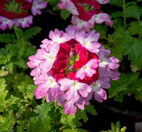 Verbena, sporýš 'Vanessa Bicolor Pink' - Verbena hybrida 'Vanessa Bicolor Pink'