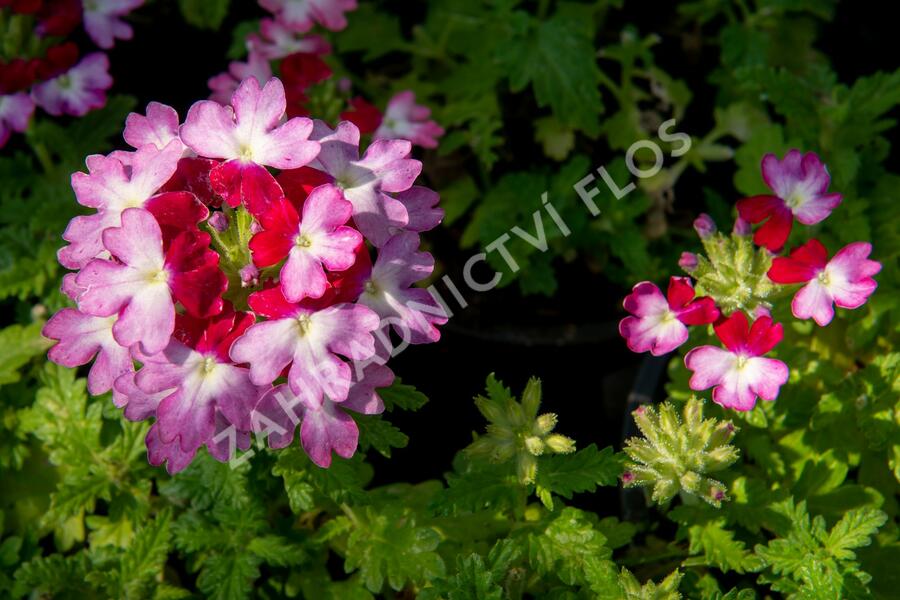 Verbena, sporýš 'Vanessa Bicolor Pink' - Verbena hybrida 'Vanessa Bicolor Pink'