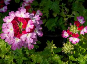 Sporýš 'Vanessa Bicolor Pink' - Verbena hybrida 'Vanessa Bicolor Pink'