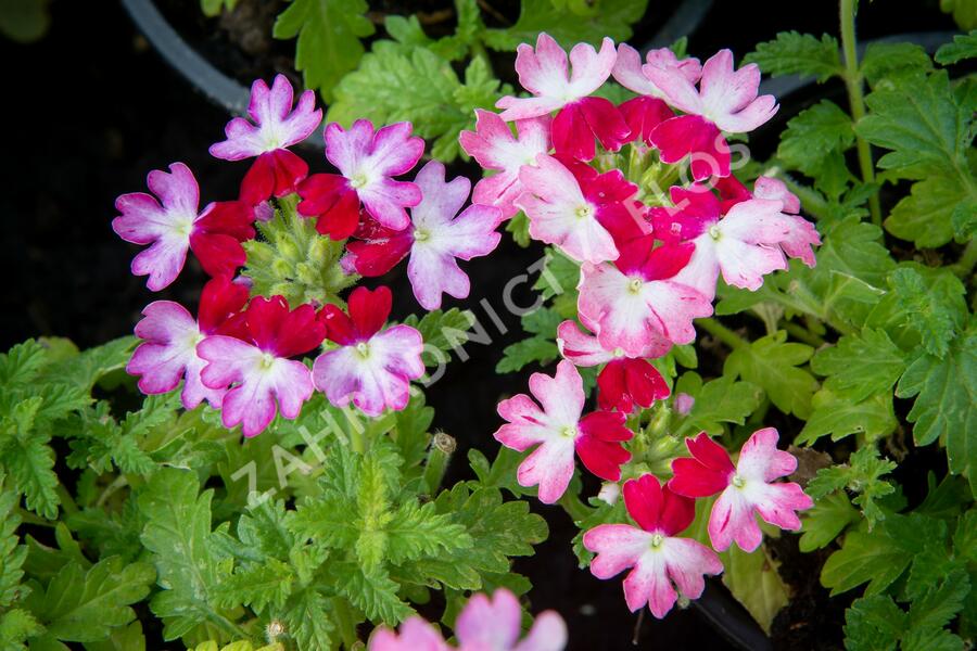 Verbena, sporýš 'Vanessa Bicolor Pink' - Verbena hybrida 'Vanessa Bicolor Pink'