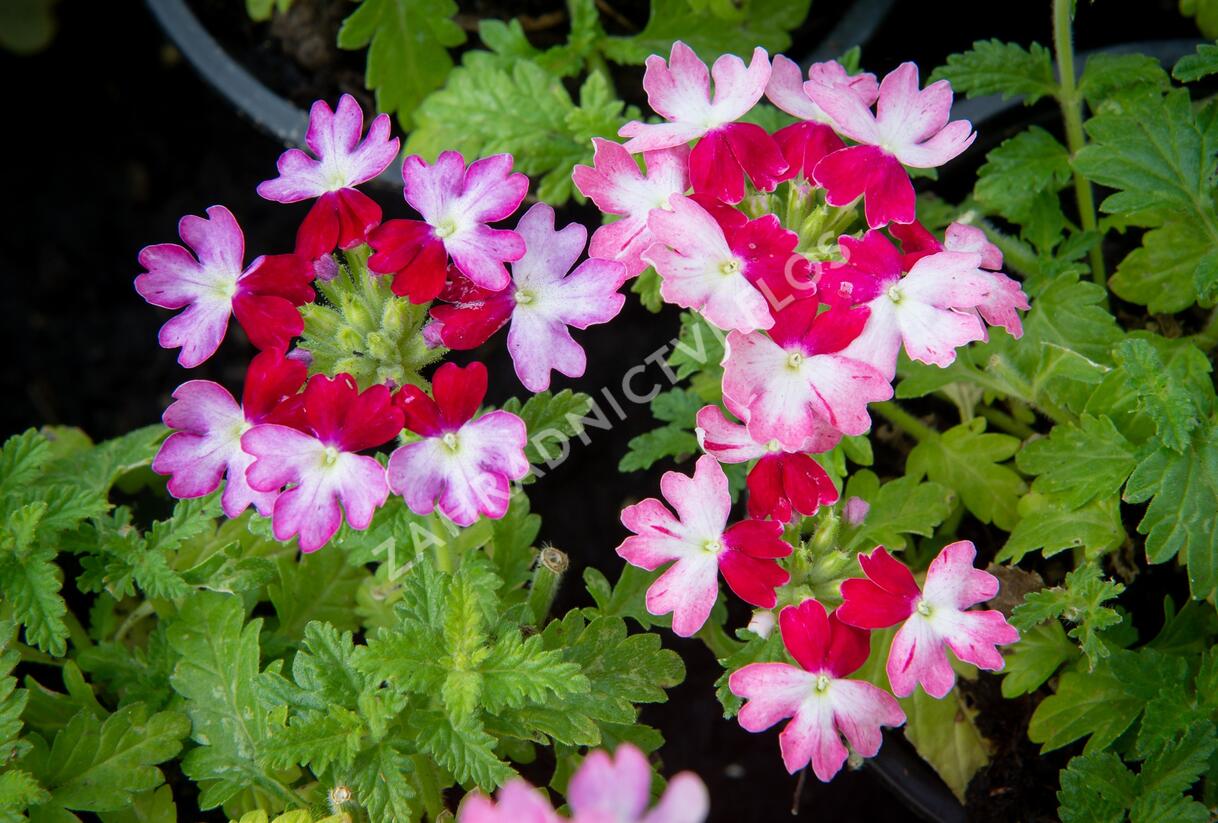 Sporýš 'Vanessa Bicolor Pink' - Verbena hybrida 'Vanessa Bicolor Pink'