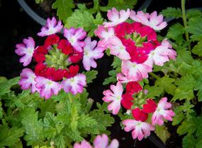 Sporýš 'Vanessa Bicolor Pink' - Verbena hybrida 'Vanessa Bicolor Pink'