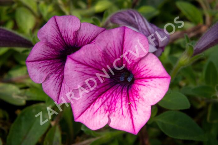 Petúnie 'Pink Vein' - Petunia Surfinia 'Pink Vein'