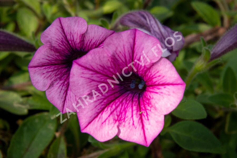 Petúnie 'Pink Vein' - Petunia Surfinia 'Pink Vein'
