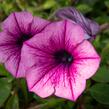 Petúnie 'Pink Vein' - Petunia Surfinia 'Pink Vein'