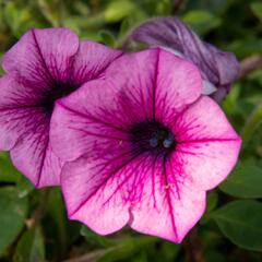 Petúnie 'Pink Vein' - Petunia Surfinia 'Pink Vein'