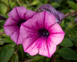 Petúnie 'Pink Vein'