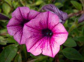 Petúnie 'Pink Vein' - Petunia Surfinia 'Pink Vein'
