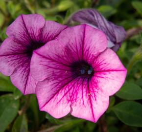 Petúnie 'Pink Vein' - Petunia Surfinia 'Pink Vein'
