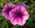 Petúnie 'Pink Vein'