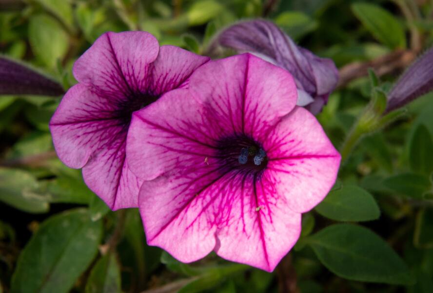 Petúnie 'Pink Vein' - Petunia Surfinia 'Pink Vein'