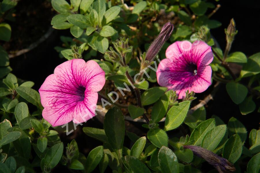 Petúnie 'Pink Vein' - Petunia Surfinia 'Pink Vein'