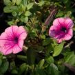 Petúnie 'Pink Vein' - Petunia Surfinia 'Pink Vein'