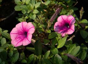 Petúnie 'Pink Vein' - Petunia Surfinia 'Pink Vein'