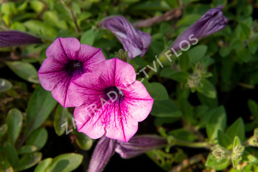 Petúnie 'Pink Vein' - Petunia Surfinia 'Pink Vein'