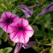 Petúnie 'Pink Vein' - Petunia Surfinia 'Pink Vein'