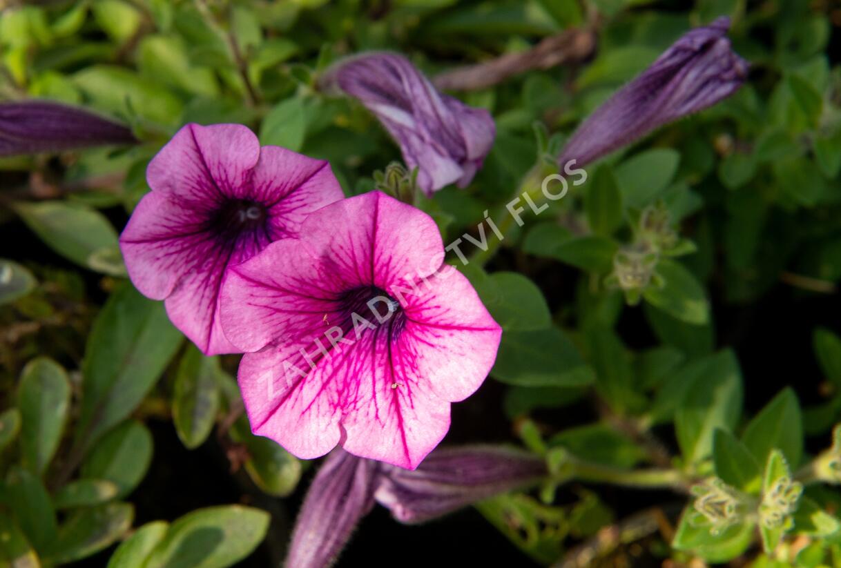 Petúnie 'Pink Vein' - Petunia Surfinia 'Pink Vein'