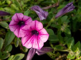 Petúnie 'Pink Vein' - Petunia Surfinia 'Pink Vein'