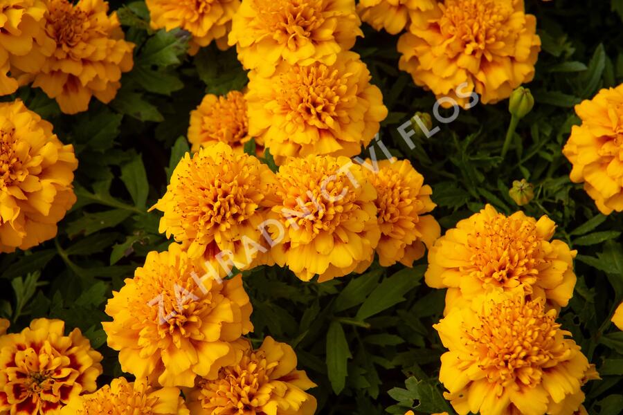 Aksamitník rozkladitý, afrikán 'Texana Yellow Fire' - Tagetes patula 'Texana Yellow Fire'