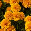 Aksamitník rozkladitý, afrikán 'Texana Yellow Fire' - Tagetes patula 'Texana Yellow Fire'