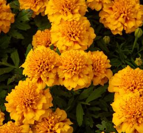 Aksamitník rozkladitý, afrikán 'Texana Yellow Fire' - Tagetes patula 'Texana Yellow Fire'