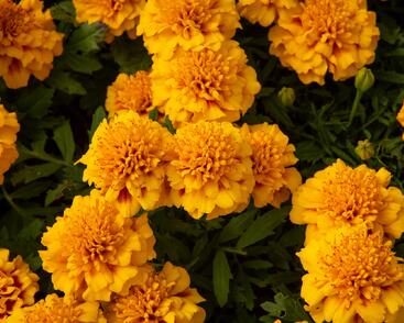 Aksamitník rozkladitý, afrikán 'Texana Yellow Fire'