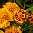 Aksamitník rozkladitý, afrikán 'Texana Yellow Fire' - Tagetes patula 'Texana Yellow Fire'