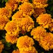 Aksamitník rozkladitý, afrikán 'Texana Yellow Fire' - Tagetes patula 'Texana Yellow Fire'