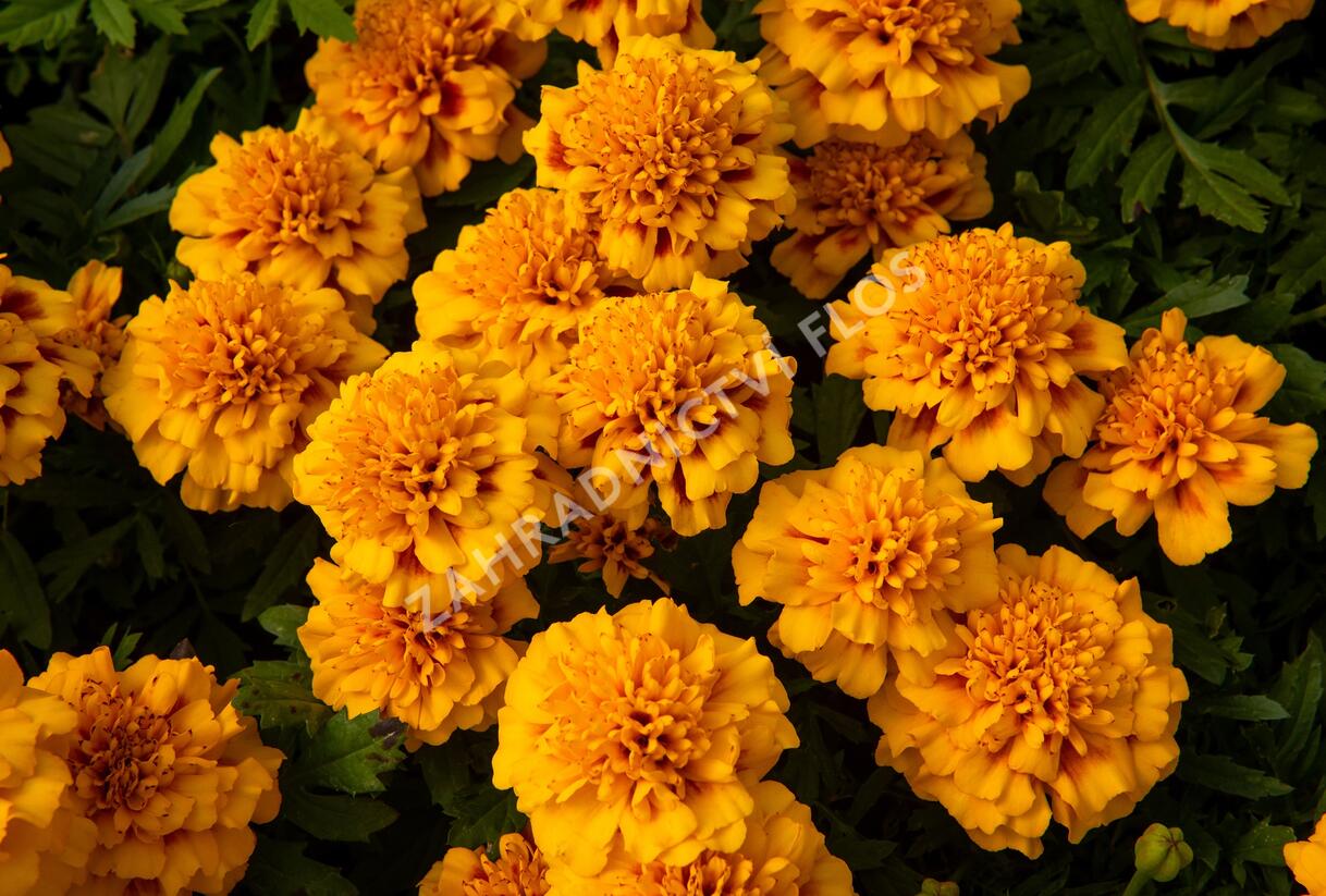 Aksamitník rozkladitý, afrikán 'Texana Yellow Fire' - Tagetes patula 'Texana Yellow Fire'