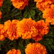 Aksamitník rozkladitý, afrikán 'Texana Orange' - Tagetes patula 'Texana Orange'