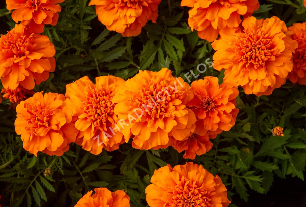Aksamitník rozkladitý, afrikán 'Texana Orange' - Tagetes patula 'Texana Orange'