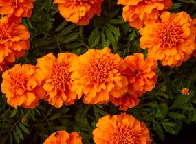 Aksamitník rozkladitý, afrikán 'Texana Orange' - Tagetes patula 'Texana Orange'