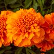 Aksamitník rozkladitý, afrikán 'Texana Orange' - Tagetes patula 'Texana Orange'