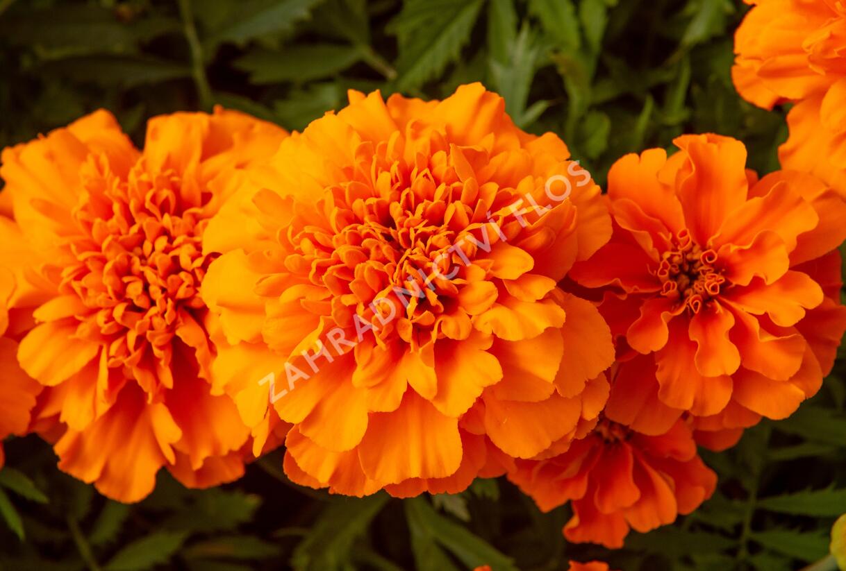 Aksamitník rozkladitý, afrikán 'Texana Orange' - Tagetes patula 'Texana Orange'
