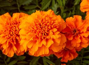 Aksamitník rozkladitý, afrikán 'Texana Orange' - Tagetes patula 'Texana Orange'