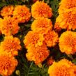 Aksamitník rozkladitý, afrikán 'Texana Orange' - Tagetes patula 'Texana Orange'