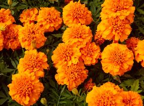 Aksamitník rozkladitý, afrikán 'Texana Orange' - Tagetes patula 'Texana Orange'