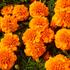 aksamitnik-rozkladity-afrikan-texana-orange.jpg