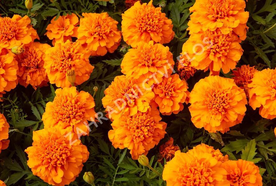 Aksamitník rozkladitý, afrikán 'Texana Orange' - Tagetes patula 'Texana Orange'