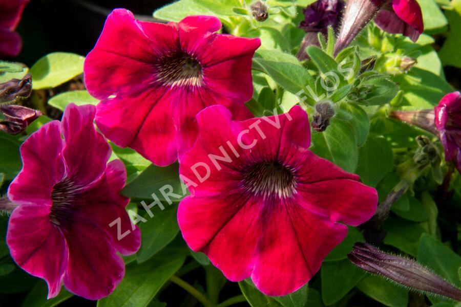 Petúnie 'Sweetunia Suzie Storm' - Petunia hybrida 'Sweetunia Suzie Storm'