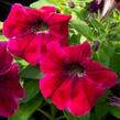 Petúnie 'Sweetunia Suzie Storm' - Petunia hybrida 'Sweetunia Suzie Storm'