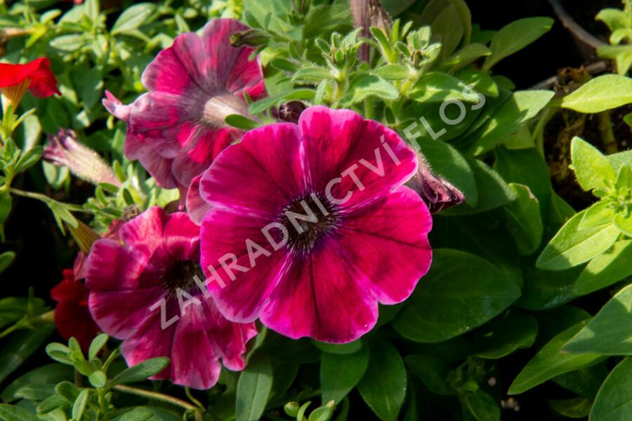 Petúnie 'Sweetunia Suzie Storm' - Petunia hybrida 'Sweetunia Suzie Storm'