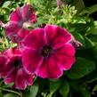 Petúnie 'Sweetunia Suzie Storm' - Petunia hybrida 'Sweetunia Suzie Storm'