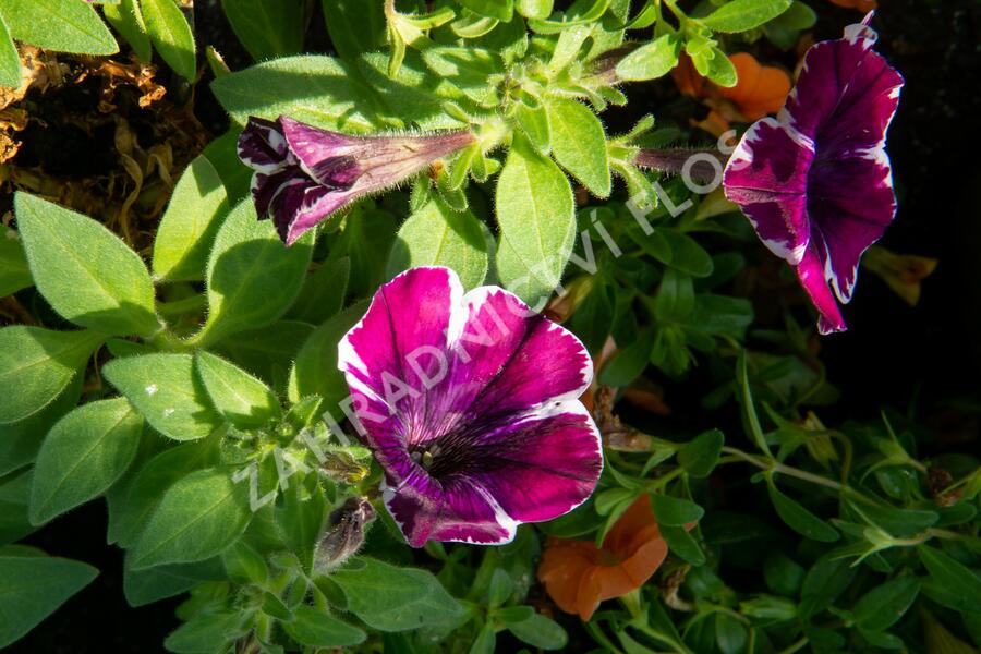 Petúnie 'Sweetunia Miss Marvelous' - Petunia hybrida 'Sweetunia Miss Marvelous'
