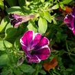 Petúnie 'Sweetunia Miss Marvelous' - Petunia hybrida 'Sweetunia Miss Marvelous'