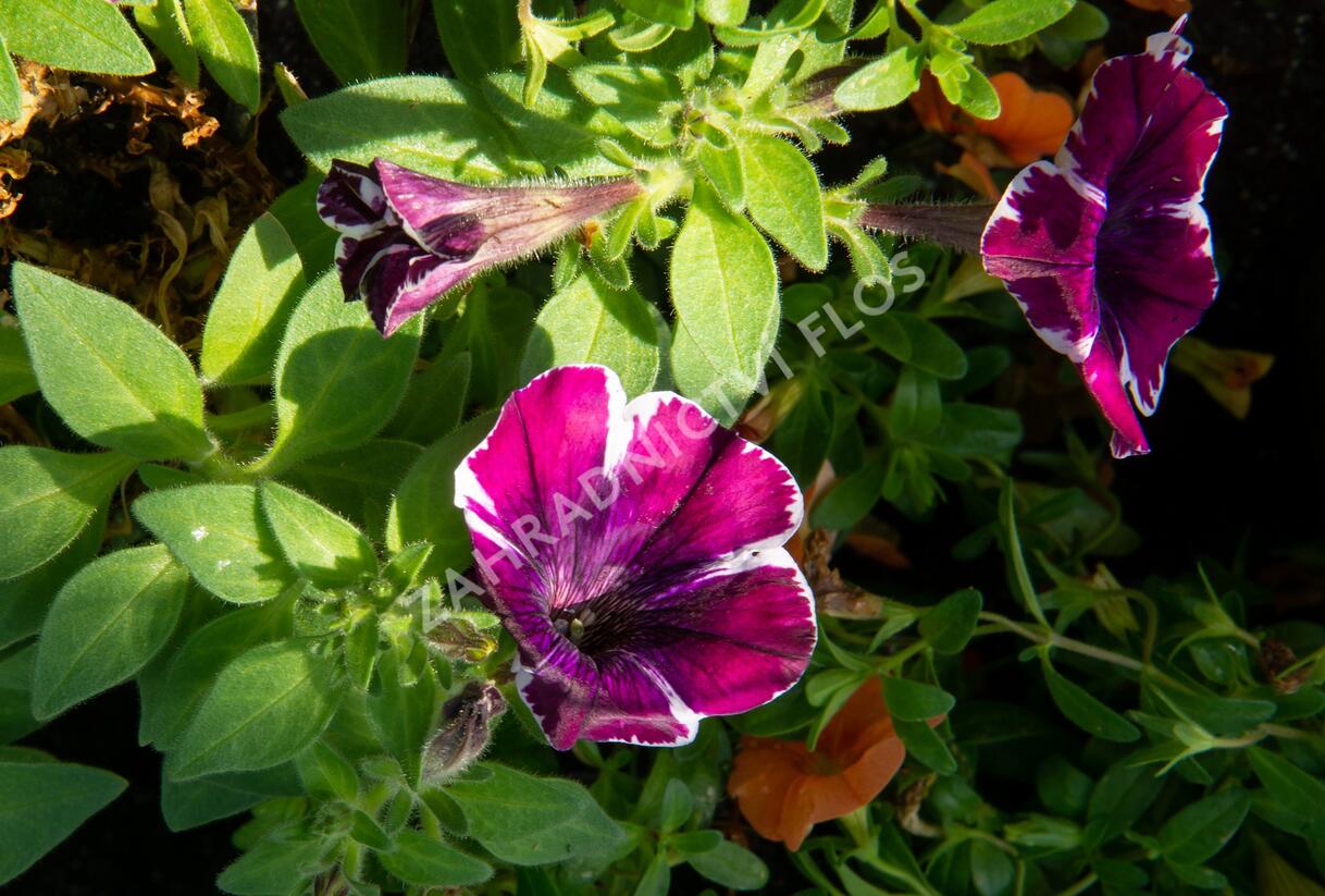 Petúnie 'Sweetunia Miss Marvelous' - Petunia hybrida 'Sweetunia Miss Marvelous'
