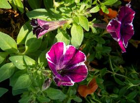 Petúnie 'Sweetunia Miss Marvelous' - Petunia hybrida 'Sweetunia Miss Marvelous'